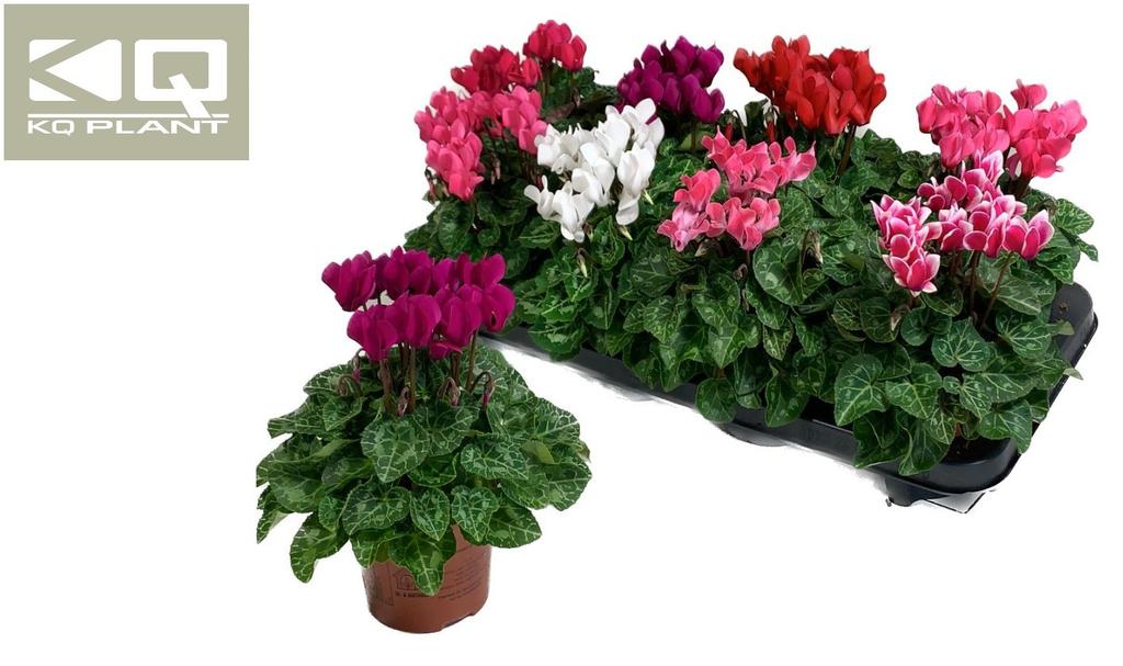 Picture of Cyclamen Super Serie Carino P10.5 25CM