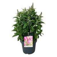 Buddleja d. B. Candy Little Cerise