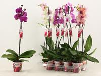 Phalaenopsis hybrid in varieties long Scenza