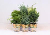 Conifers P-13 in smartcup AUTUMN