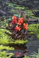 Canna Red waterplants