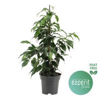 Ficus benjamina Danielle