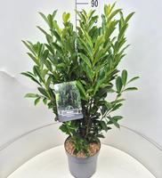 Prunus l. Elly