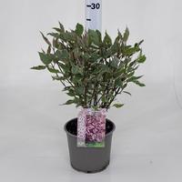 Cornus alba Miracle