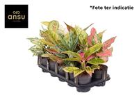 Aglaonema Exclusive varieties