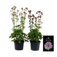 Astrantia premium in varieties