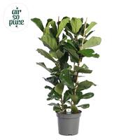 Ficus lyrata, 3pp XXL