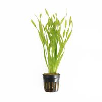 Vallisneria asiatica