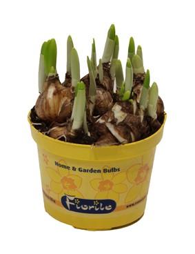 Picture of Narcis Tete a Tete P12 17cm