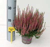 Calluna Garden Girls RED XL