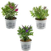 Hebe All Blooms in varieties