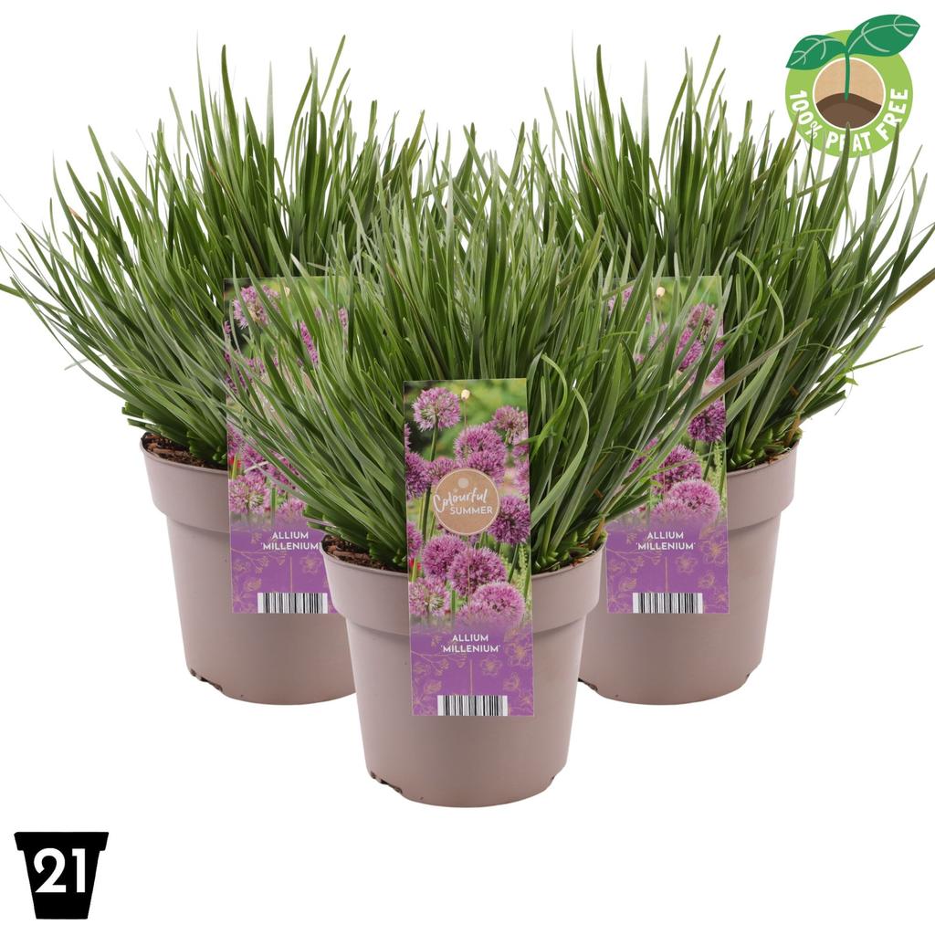 Picture of Allium Millenium P21 (4 Ltr)