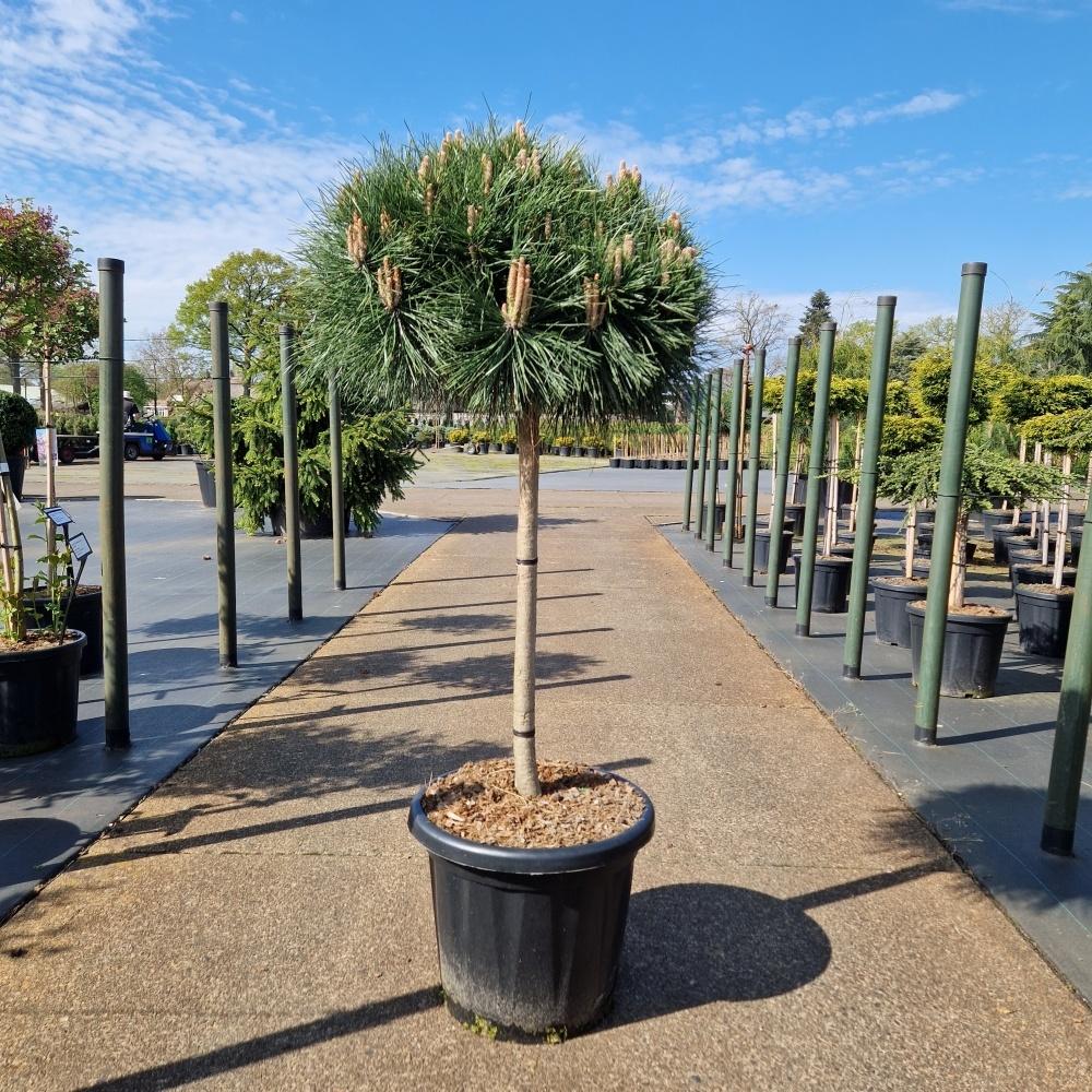 Picture of Pinus nigra Brepo C25 70/STD