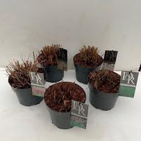 Miscanthus sin. in varieties