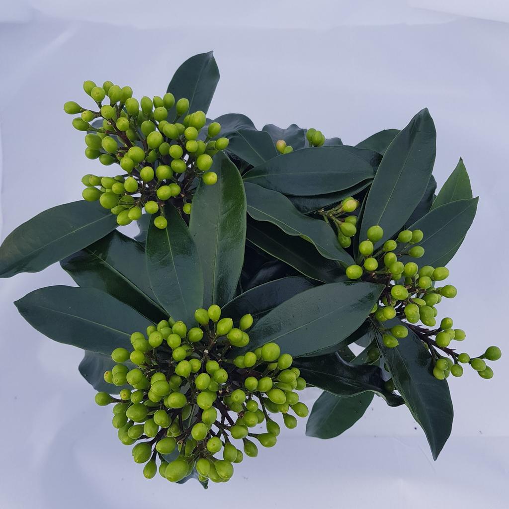 Billede af Skimmia jap. Reevesiana P15 3/4-TRUSSES