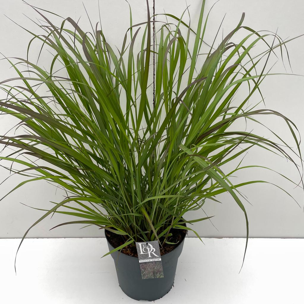 Picture of Panicum Squaw P29 (10 Ltr)