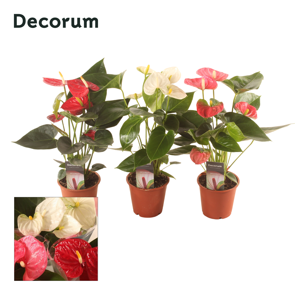 Picture of Anth. in varieties 3 colors Decorum P12 40CM