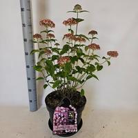 Hydrangea arb. Bubblegum
