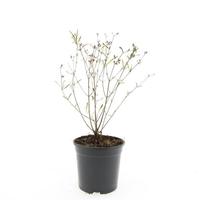 Hypericum kal. Gemo