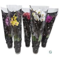 Phalaenopsis hybrid in varieties Glamour-black