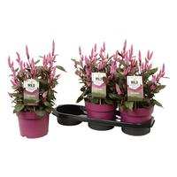 Celosia Wild Pink (Gardenplant)