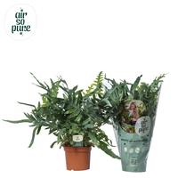 Phlebodium Blue Star - Air So Pure (INDOOR)