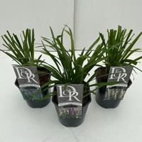 Liriope in varieties