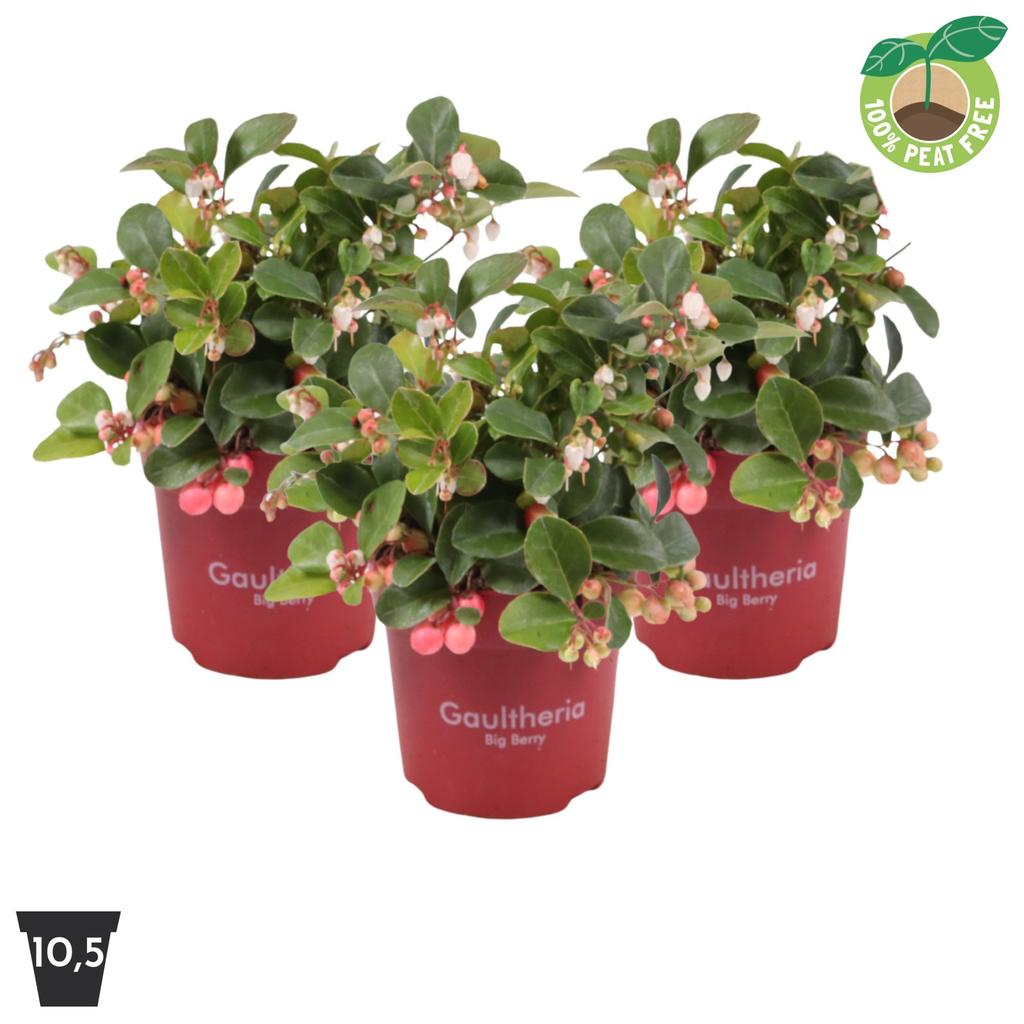 Picture of Gaultheria Big Berry P10.5 Peat Free