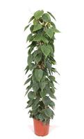 Philodendron scandens