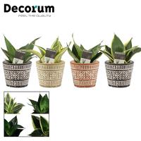Sansevieria Hahnii Mix in Claire (Neo Architect-collection)