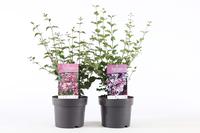Syringa in varieties
