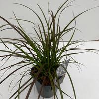 Pennisetum adv. Rubrum Dwarf