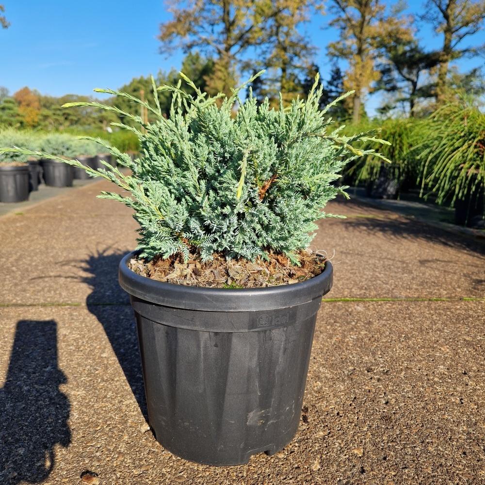 Picture of Juniperus squ. Holger C6 25/30