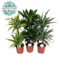 Dracaena deremensis in varieties