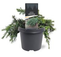 Cedrus deodara Feelin Blue'