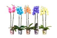 Phalaenopsis hybrid I Am Coloured potcover