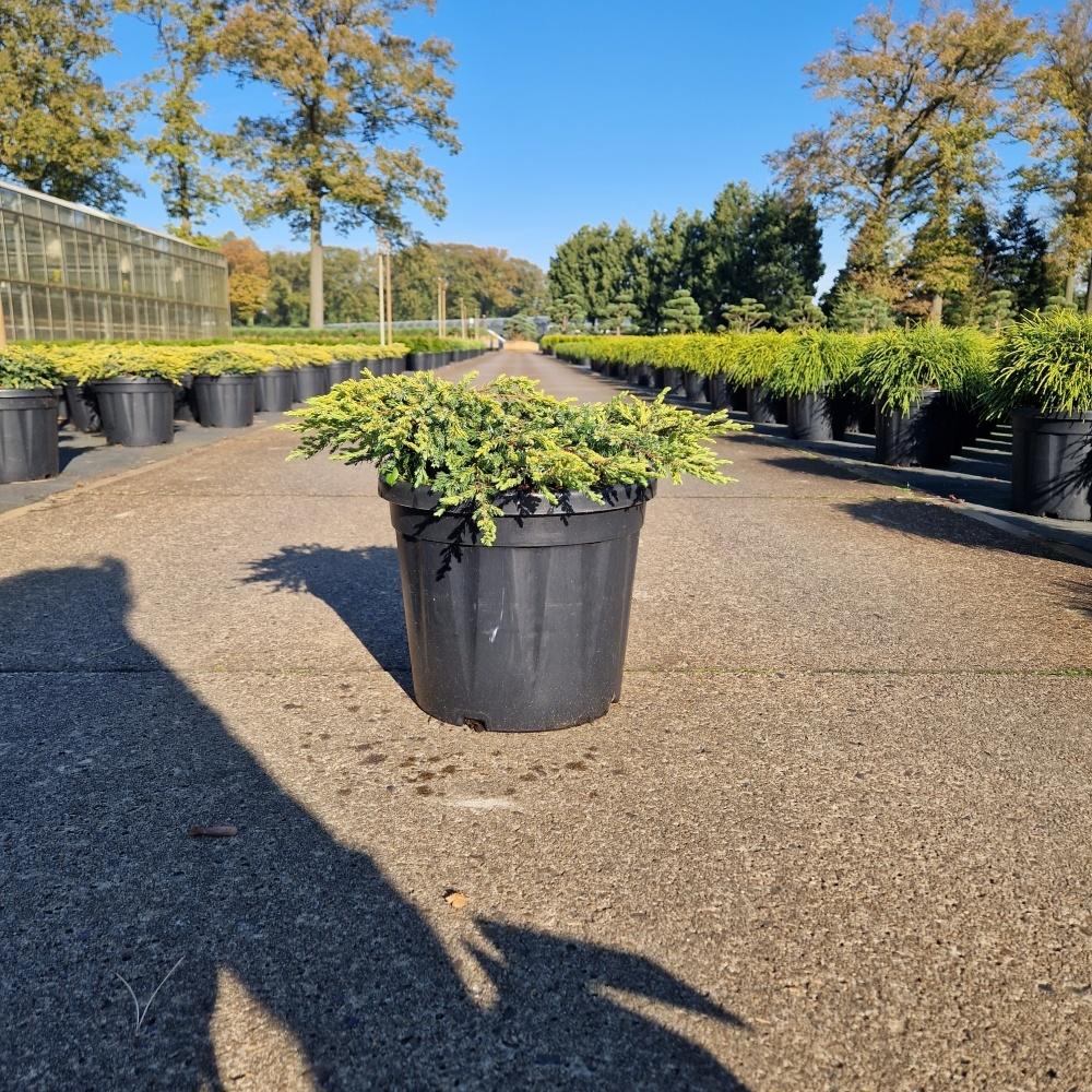 Picture of Juniperus com. Goldschatz C8 30/40
