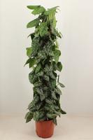 Scindapsus trebie 120cm moss stick