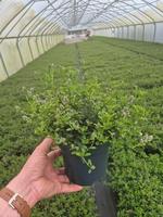 Ceanothus thyr. repens