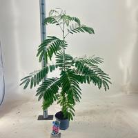 Albizia jul. Ombrella