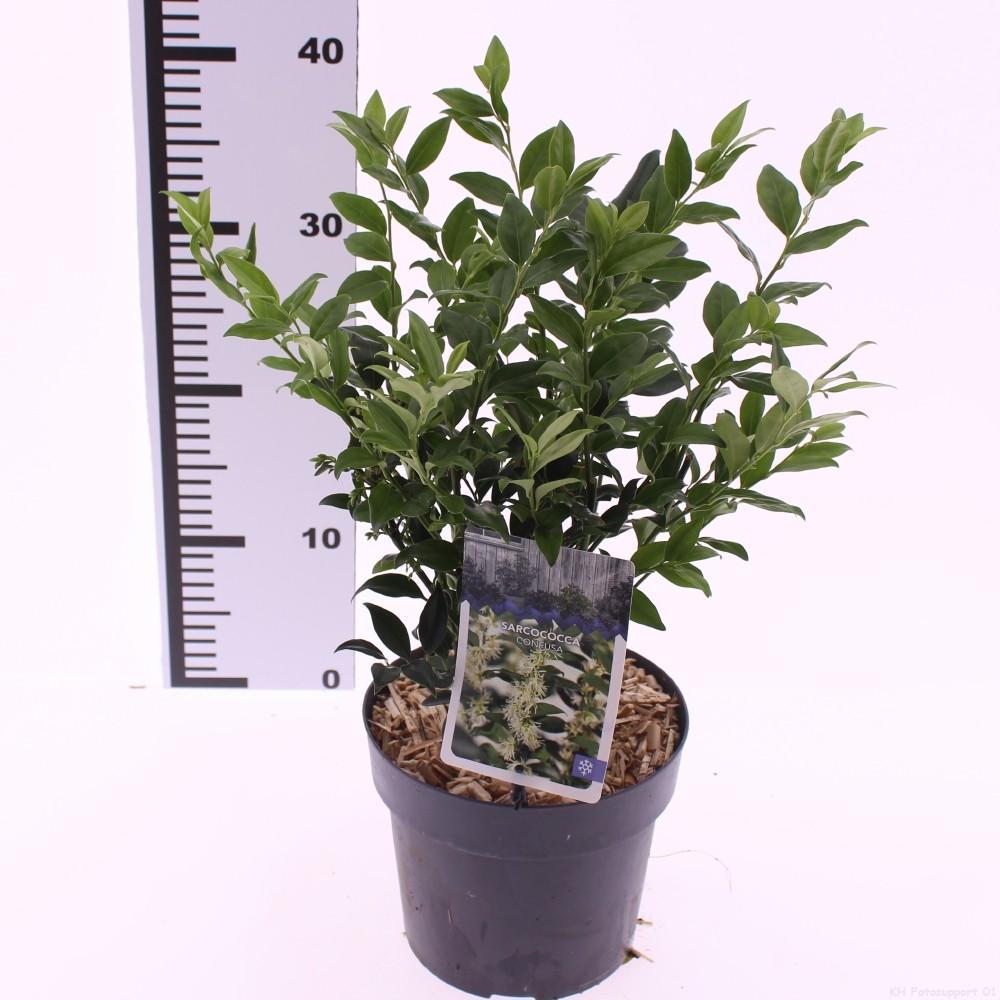 Afbeeldingen van Sarcococca confusa P17 (2 Ltr)
