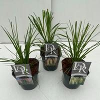 Cortaderia sell. in varieties