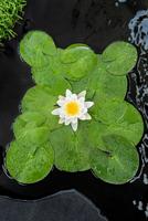 Nymphaea Virginalis