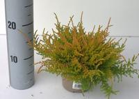 Calluna vulgaris Wickware Flame-Gold, Yellow-Red