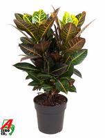 Codiaeum Petra branched