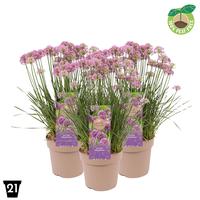 Allium Millenium