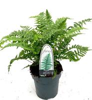 Dryopteris affinis