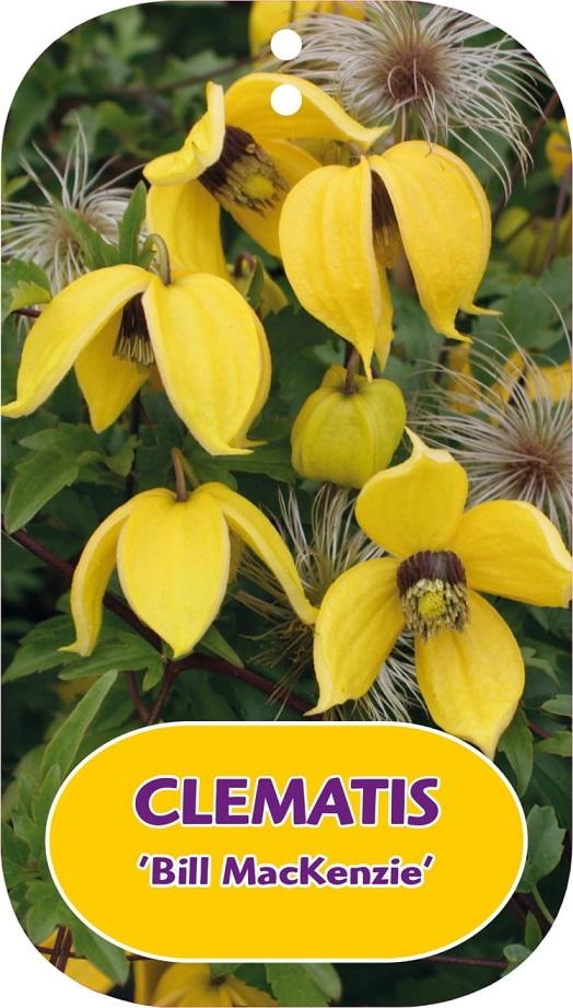 Picture of Clematis Bill MacKenzie P15 (2 Ltr/high) 80/100