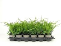 Juniperus pfit. Gold Coast