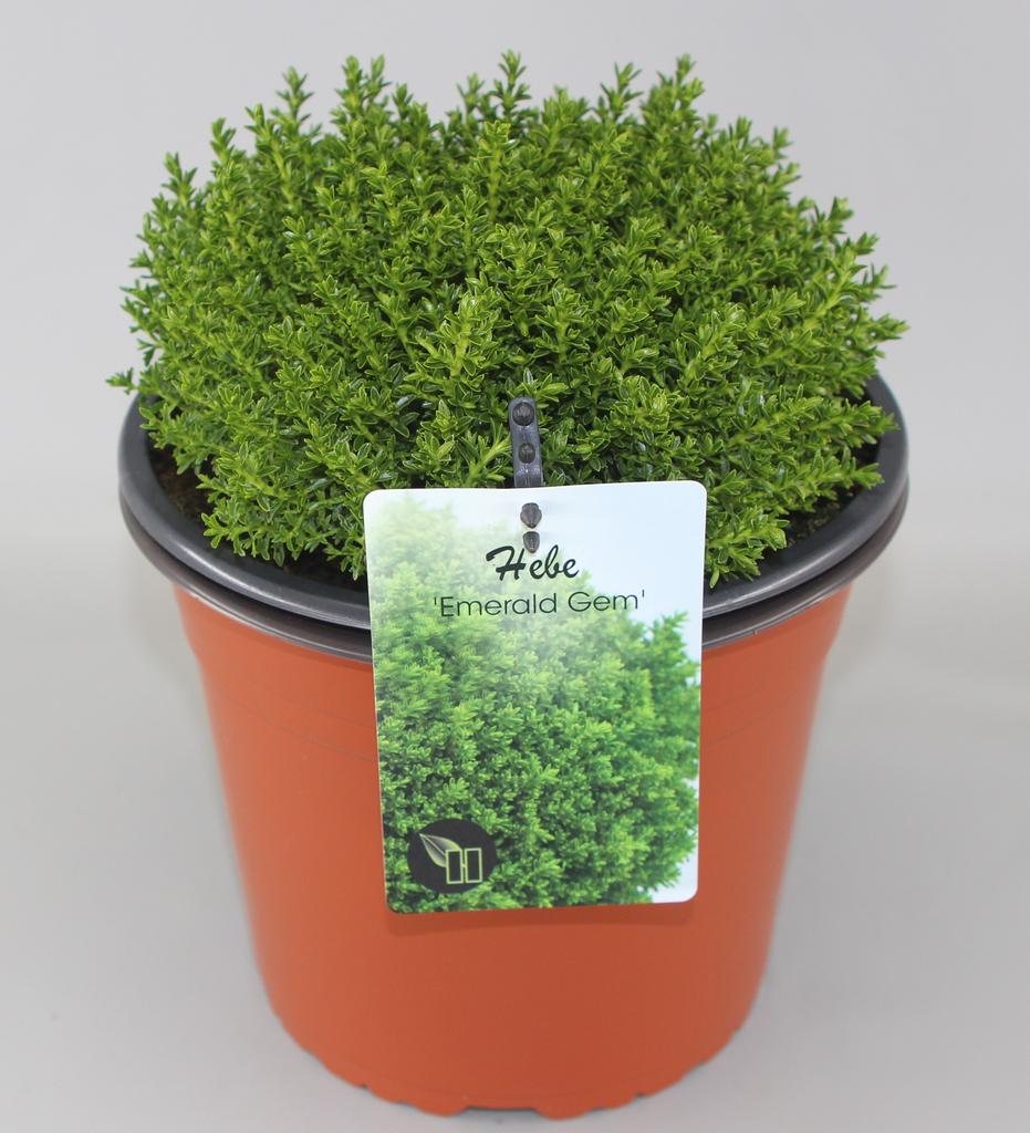 Picture of Hebe Emerald Gem P23 (5 Ltr)
